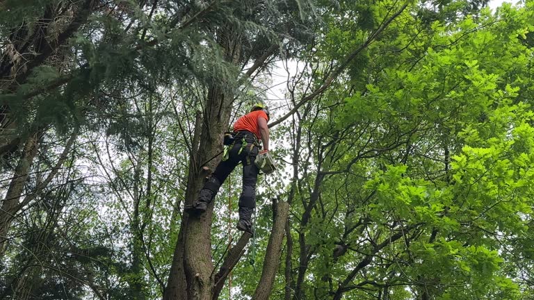 Professional Tree Removal and Landscaping Services in Hilton, NY